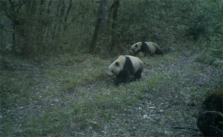 ​陕西长青自然保护区频频拍到野生大熊猫活动影像 说明什么问题？