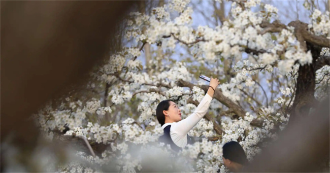 什么时候看梨花 梨花什么时候开放