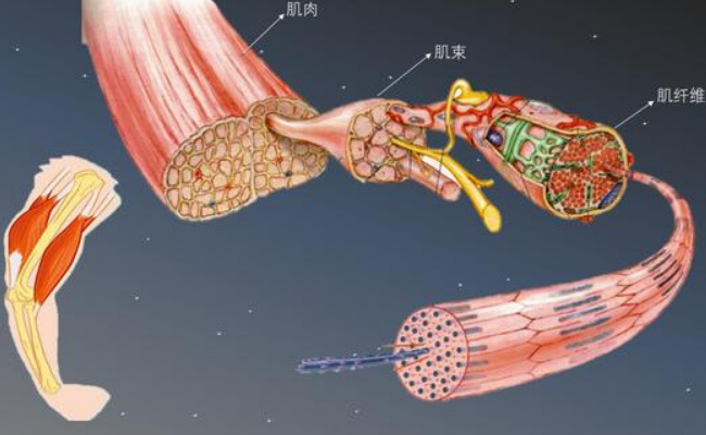 人造肌肉纤维可用作细胞支架 有望开发人体活动系统3D模型？