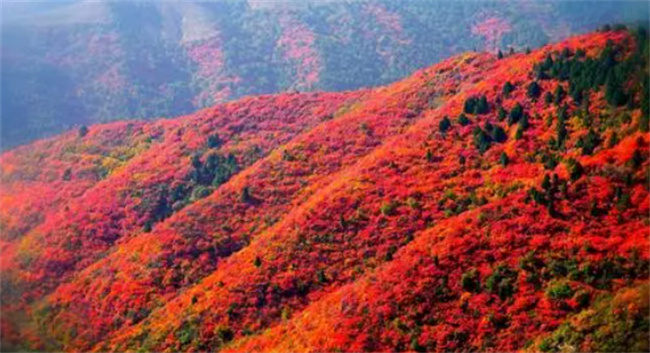 香山红叶几月份好看（香山公园几月份有红叶）