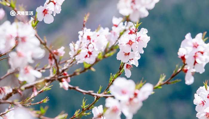 鞍山市春季赏花去哪里 鞍山春季踏青赏花的地方