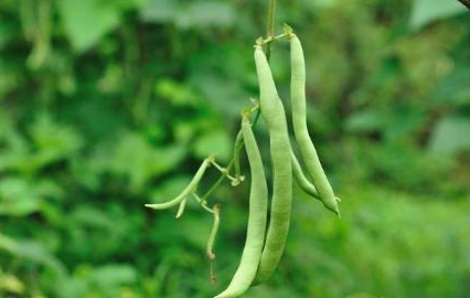 芸豆烂根死棵原因是什么