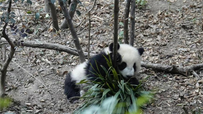 熊猫福菀的下肢怎么啦(无法行走)