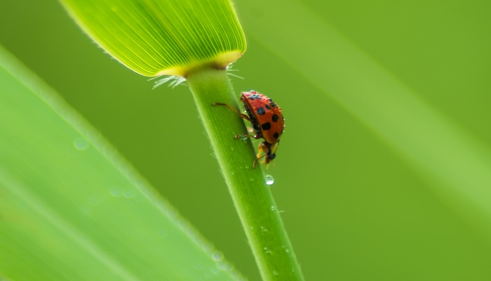 瓢虫是益虫还是害虫