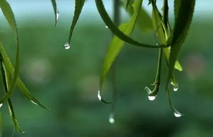 2022年南方梅雨季节是几月几号