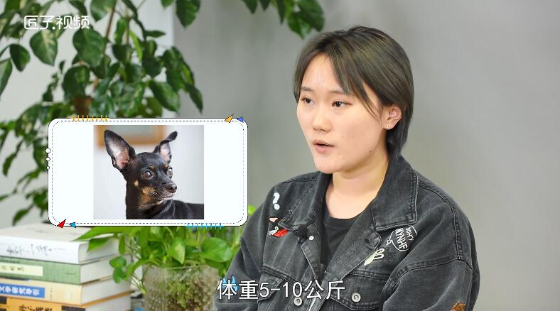 迷你杜宾和小鹿犬的区别