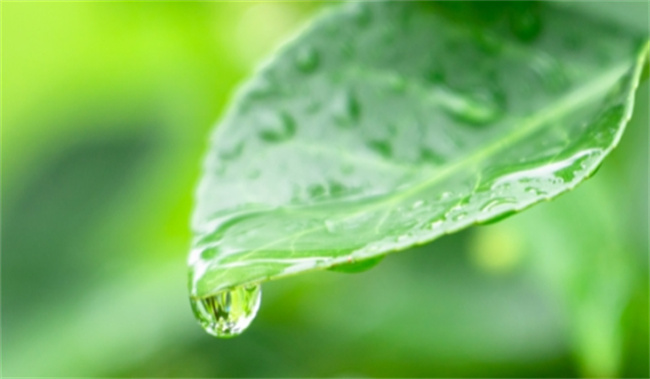 雨水节气如何养生 雨水节养生注意什么