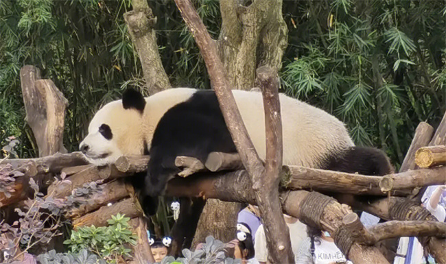 乐乐死因初步确定为心脏病变 为什么熊猫也会得心脏病