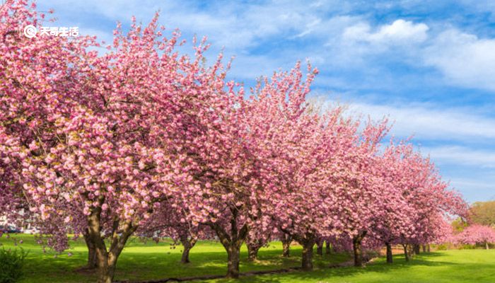 赣州市春季赏花去哪里 赣州春季赏花攻略