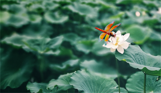 今年夏至日是几月几日几点 夏至有什么寓意