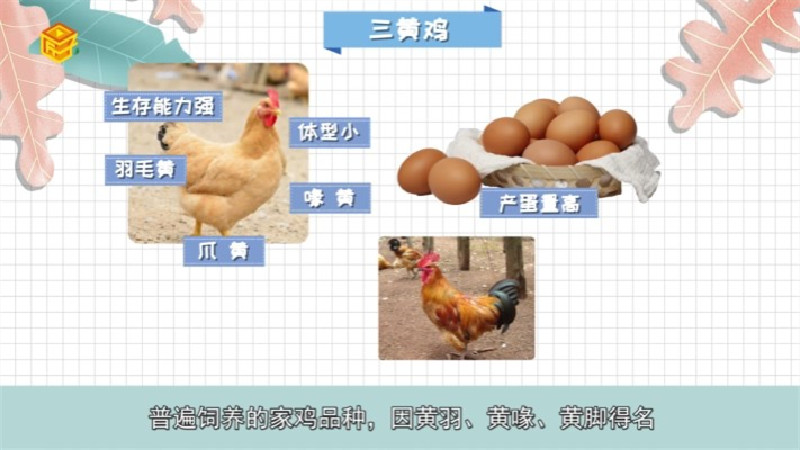 黄油鸡和三黄鸡的区别