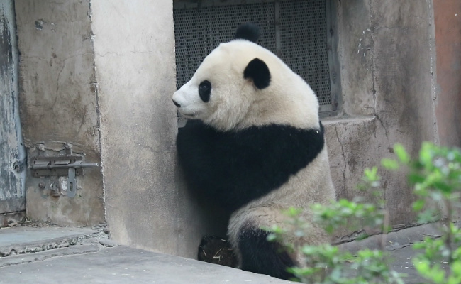 ​大熊猫被奶爸揪耳朵气得翻白眼 有哪些启示呢