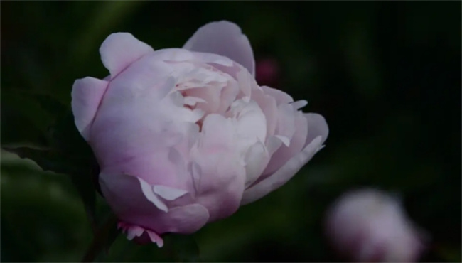 ​国花是什么花 中国的国花是哪种花