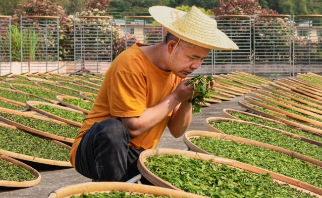 ​茶农称赤脚踩茶叶是传统工艺？