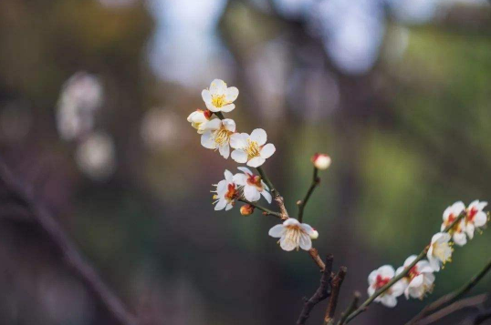 躲春可以织毛衣吗