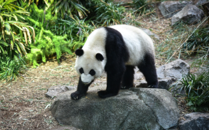 大熊猫每天吃多少斤竹子