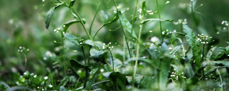 荠菜是什么菜