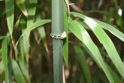 竹类植物能在室内养殖吗