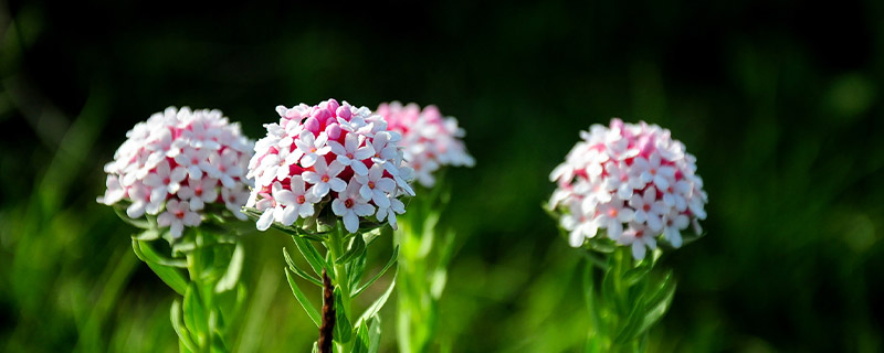 羊花是什么东西