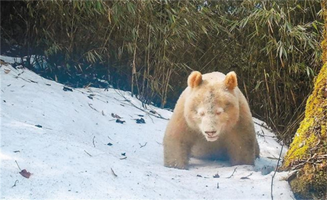 已知唯一野生白色熊猫确认为雄性 这一发现有什么意义