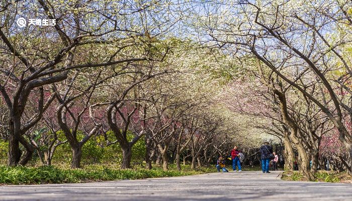 嘉兴市春季赏花去哪里 推荐嘉兴市春季赏花景点