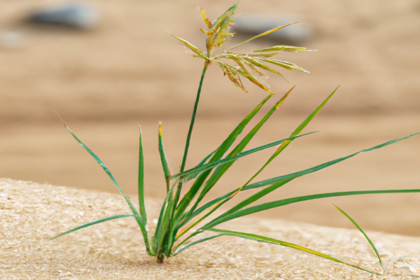 那兰提花