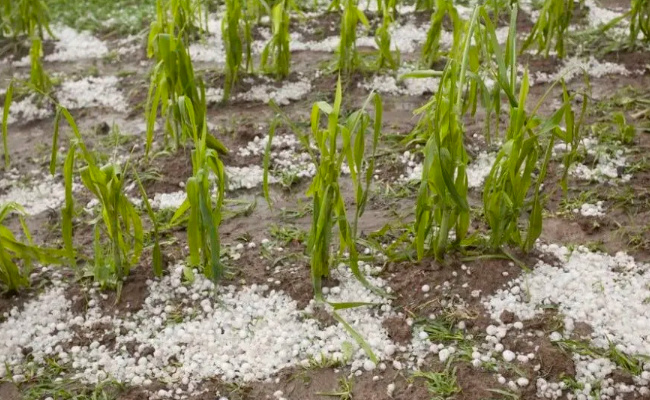 辽宁多地遭遇雹灾 造成了什么影响