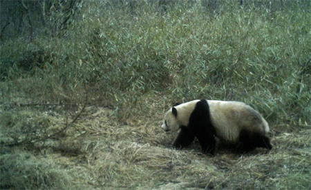 ​陕西长青自然保护区频频拍到野生大熊猫活动影像 说明什么问题？