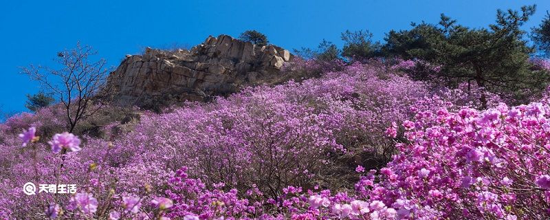 白城市春季赏花去哪里 推荐白城春季赏花好去处