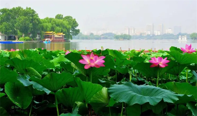 大明湖畔在哪 大明湖畔在哪里个城市哪个区