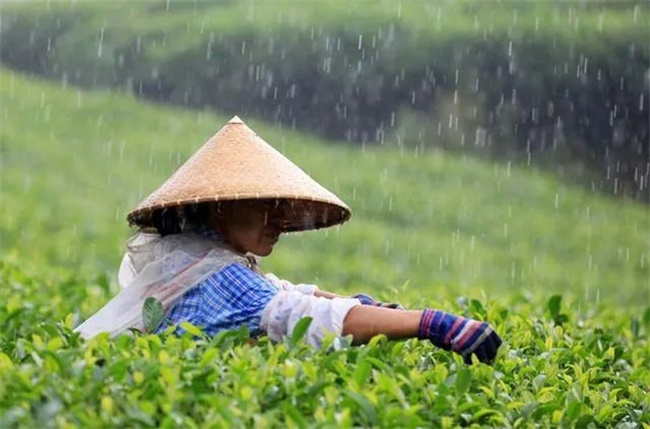 ​雨前茶到底是指雨水 还是谷雨