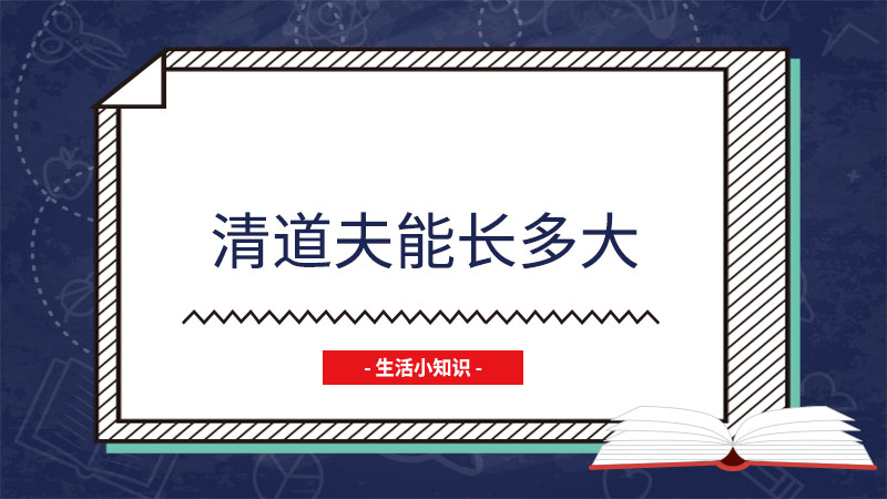 清道夫能长多大