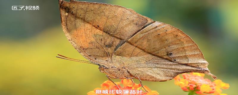 枯叶蛾是保护动物吗