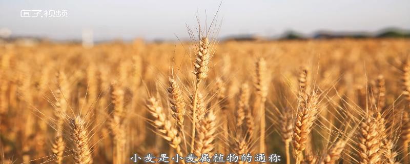 我国第二大粮食作物是什么