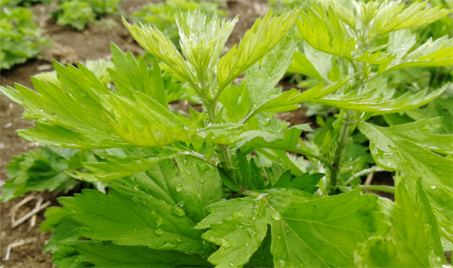 女人可以天天用艾草水泡脚吗 艾草水泡脚有什么功效