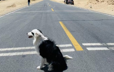 狂犬病潜伏期多长时间