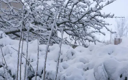 大雪节气晴天来年干旱吗