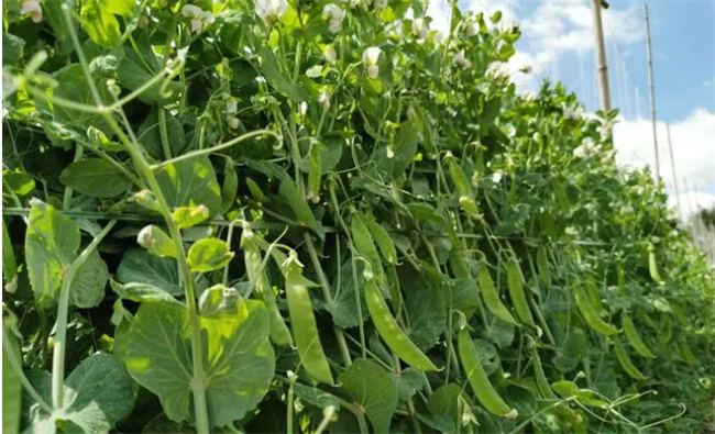 荷兰豆的营养价值 荷兰豆和豌豆的区别