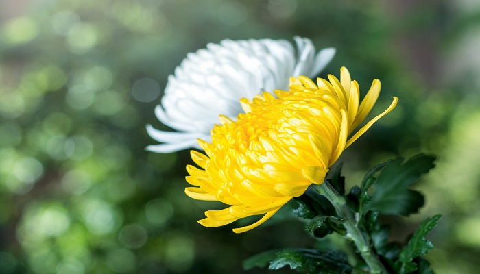 清明节有什么风俗