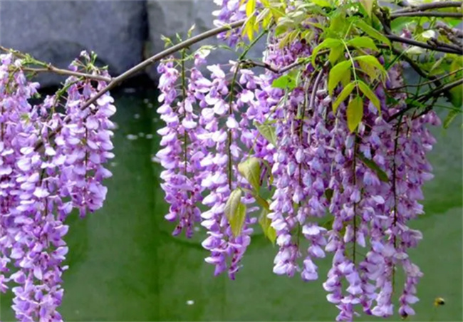 紫藤花可以吃吗 紫藤花能怎么吃