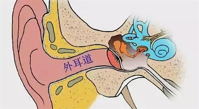 耳念珠菌传染途径 都有哪些