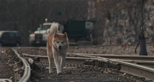 忠犬八公是什么狗 忠犬八公是什么品种