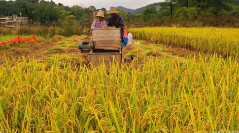 2021粮食直补已发放省份有哪些