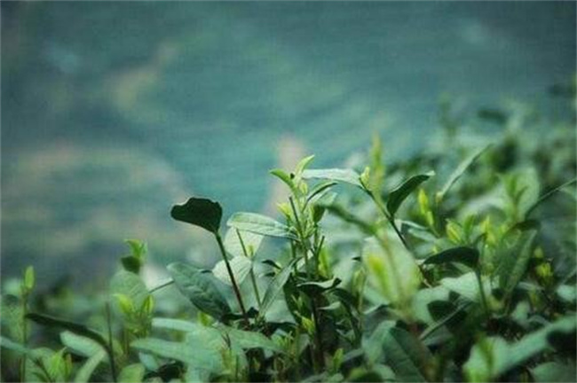 ​雨前茶到底是指雨水 还是谷雨