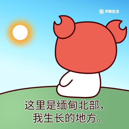 ​缅甸北部是什么梗