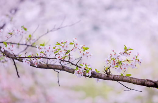 3月份武汉的樱花开了吗