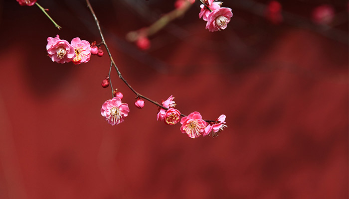 什么花的花语是冷漠