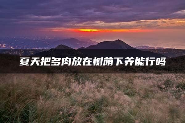 夏天把多肉放在树荫下养能行吗