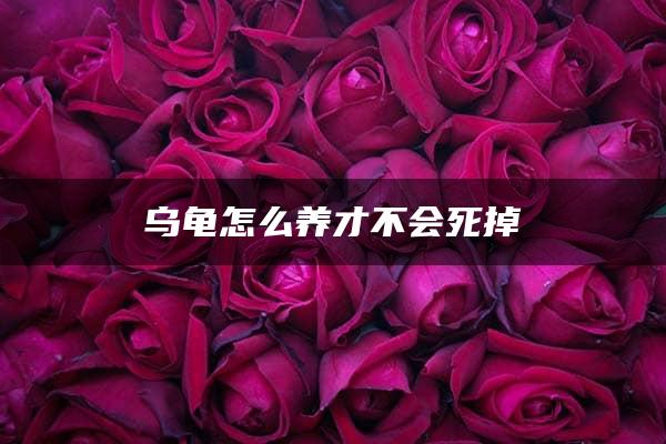 乌龟怎么养才不会死掉