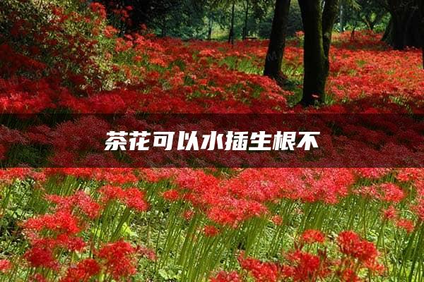 茶花可以水插生根不